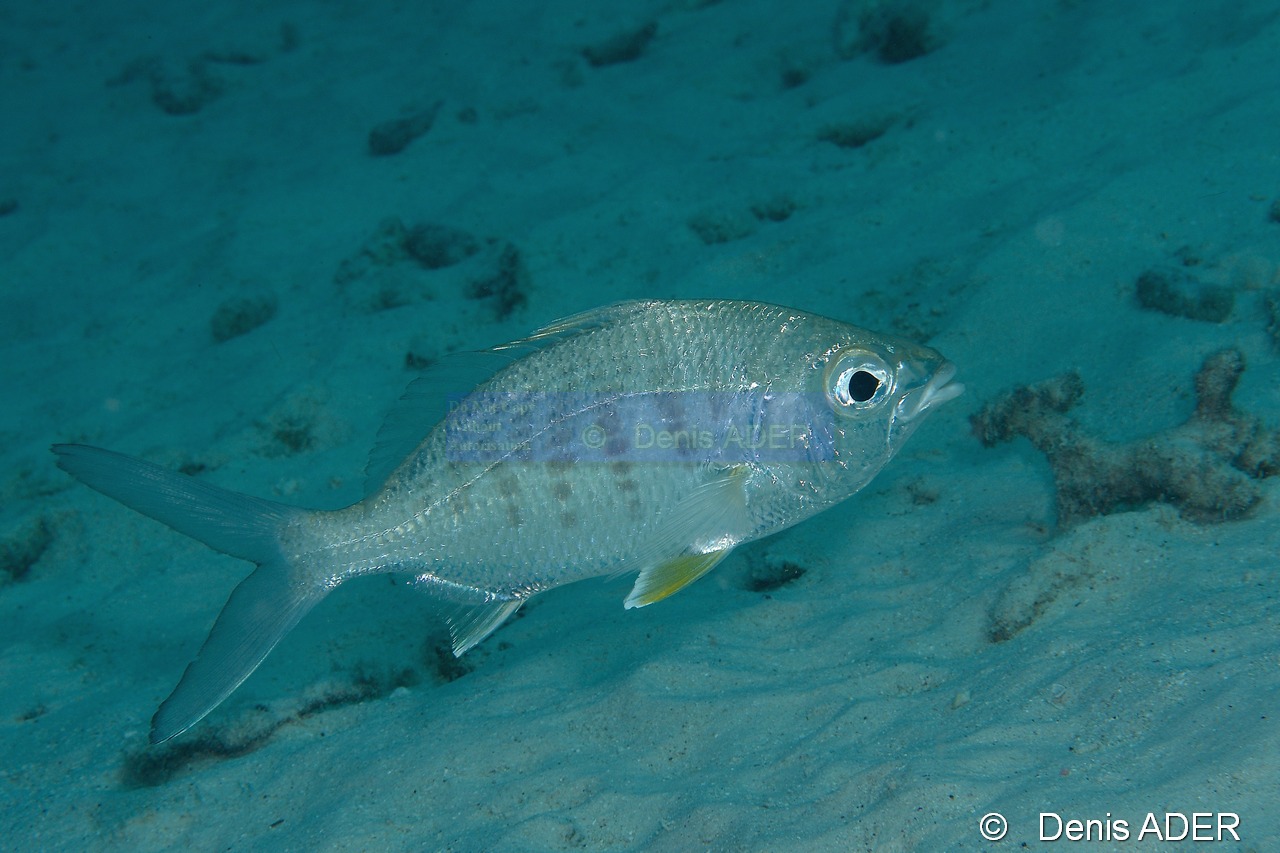 Gerres cinerus Blanche cendree Mojorra-Bonaire Buddy reef-20m-20120217-Denis-ADER-DSC_6213_tn.jpg